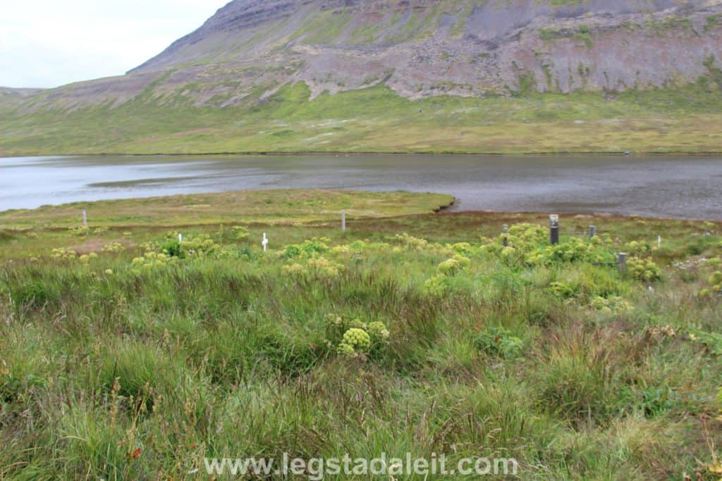 Staðarkirkjugarður í Aðalvík